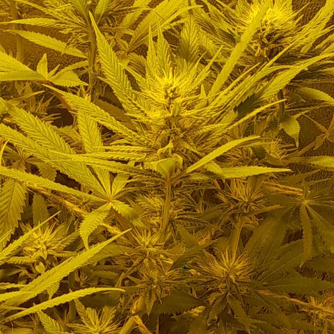 Purple GSC growlog timeline photo