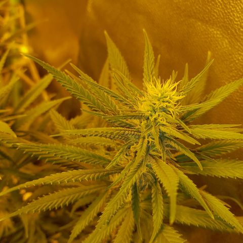 Purple GSC growlog timeline photo