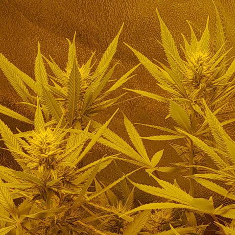 Purple GSC growlog timeline photo