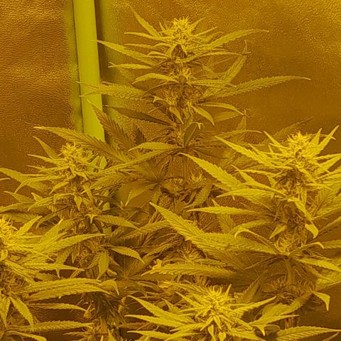 Purple GSC growlog timeline photo