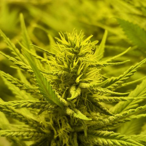 Purple GSC growlog timeline photo