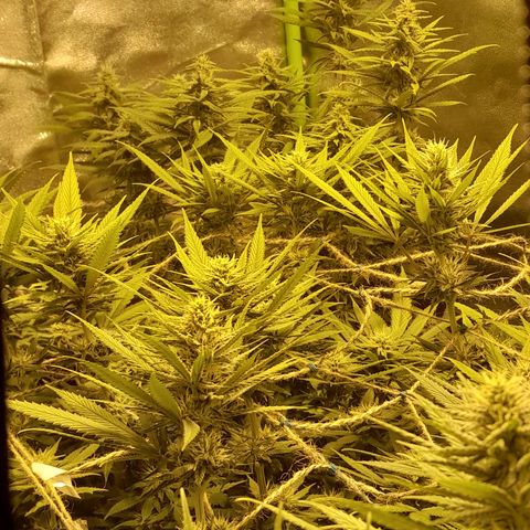 Purple GSC growlog timeline photo