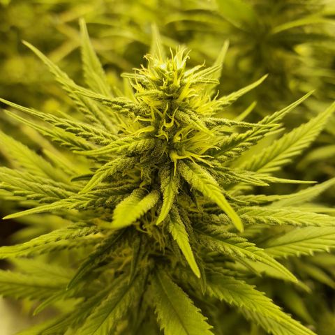 Purple GSC growlog timeline photo