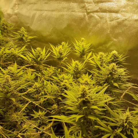 Purple GSC growlog timeline photo