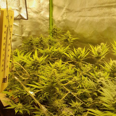 Purple GSC growlog timeline photo