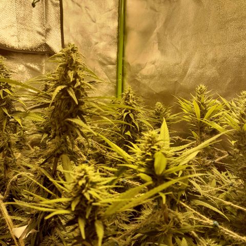 Purple GSC growlog timeline photo