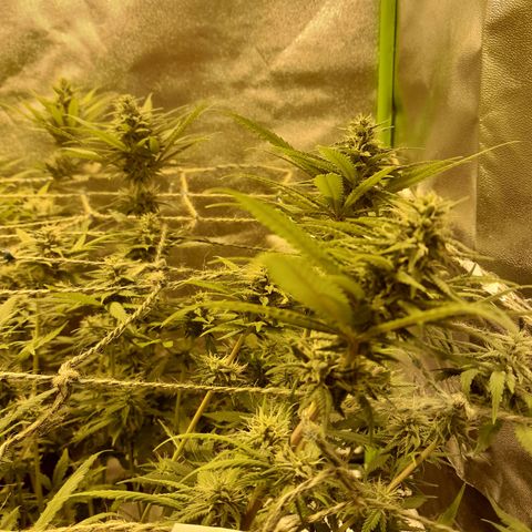 Purple GSC growlog timeline photo