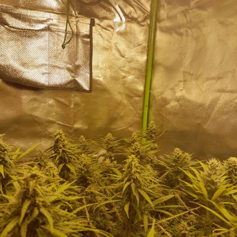 Purple GSC growlog timeline photo