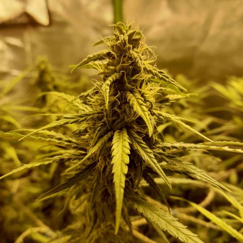 Purple GSC growlog timeline photo