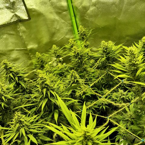 Purple GSC growlog timeline photo