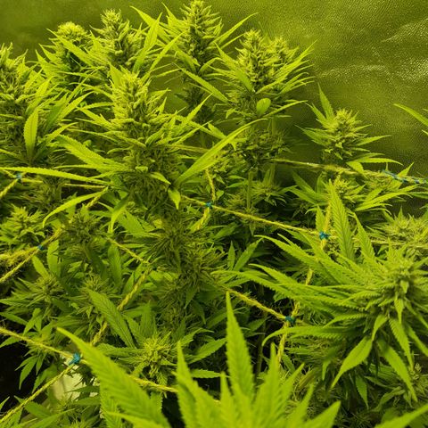 Purple GSC growlog timeline photo