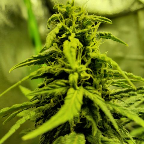 Purple GSC growlog timeline photo