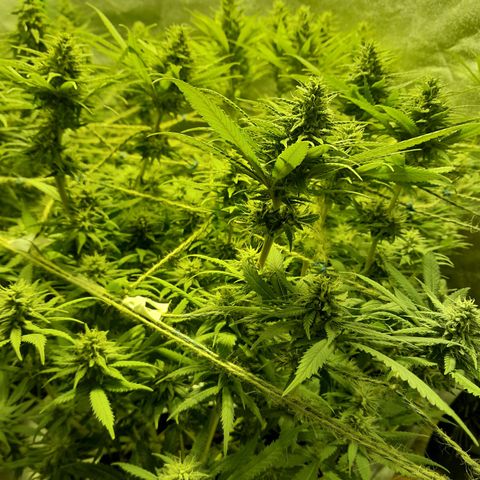 Purple GSC growlog timeline photo