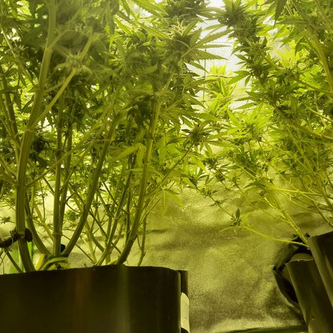 Purple GSC growlog timeline photo