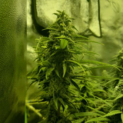 Purple GSC growlog timeline photo