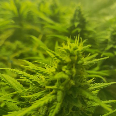 Purple GSC growlog timeline photo