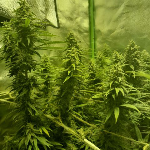 Purple GSC growlog timeline photo