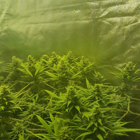 Purple GSC growlog timeline photo
