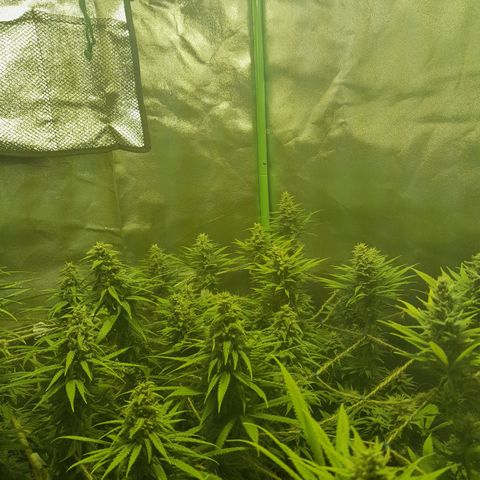Purple GSC growlog timeline photo