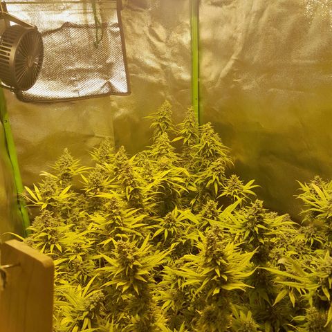 Purple GSC growlog timeline photo