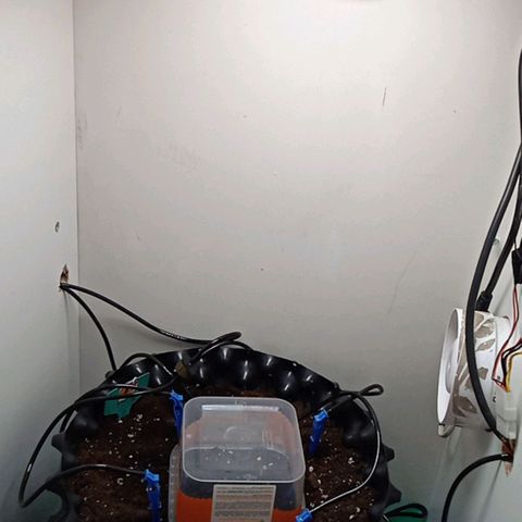 Green Gelato growlog photo: В земле Gelato