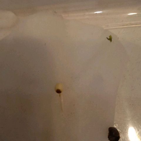 Northern lights Auto growlog photo: Снял каску, посадил в землю 