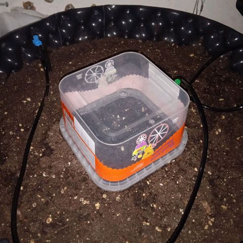Northern lights Auto growlog photo: Девочка в земле