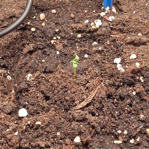 Green Gelato growlog timeline photo