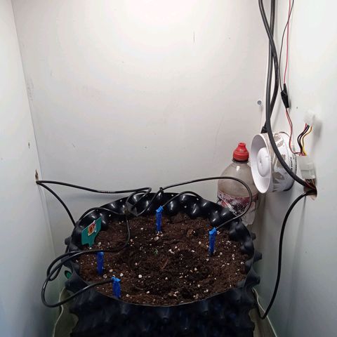 Green Gelato growlog timeline photo