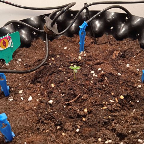 Green Gelato growlog photo: Растём