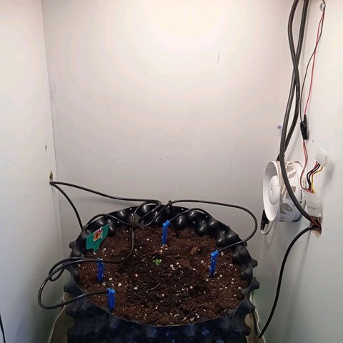Green Gelato growlog photo: Растём