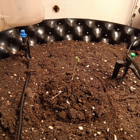 Northern lights Auto growlog photo: Растём