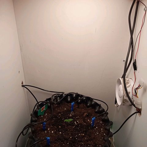 Green Gelato growlog timeline photo