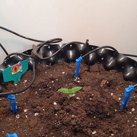 Green Gelato growlog photo: 2я пара листьев