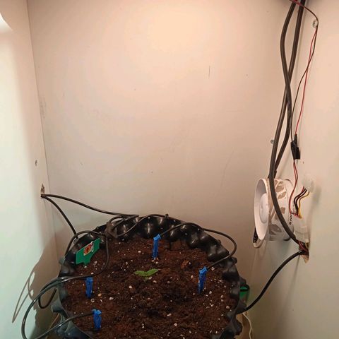 Green Gelato growlog photo: 2я пара листьев