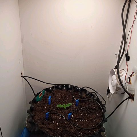 Green Gelato growlog timeline photo