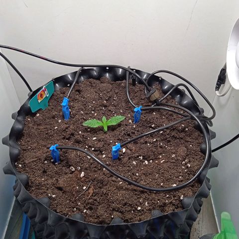 Green Gelato growlog timeline photo