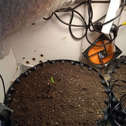 Northern lights Auto growlog timeline photo