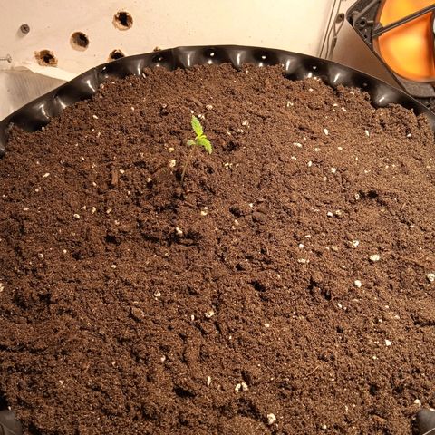 Northern lights Auto growlog timeline photo