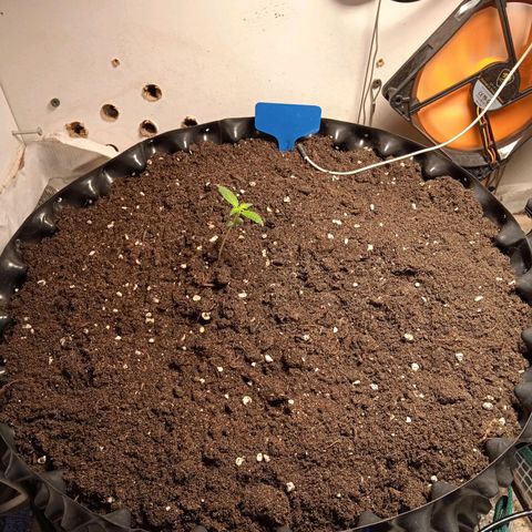 Northern lights Auto growlog timeline photo