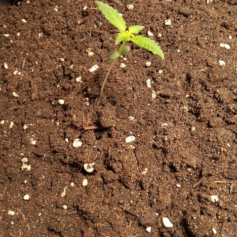 Northern lights Auto growlog timeline photo