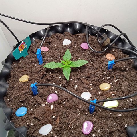 Green Gelato growlog timeline photo