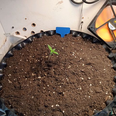 Northern lights Auto growlog timeline photo