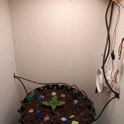 Green Gelato growlog timeline photo