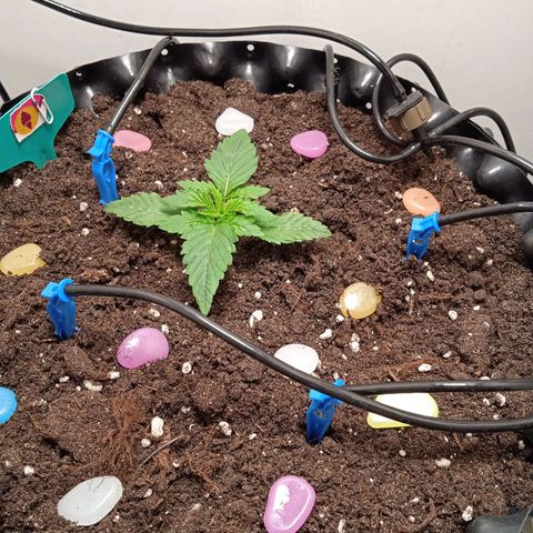Green Gelato growlog timeline photo