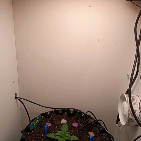 Green Gelato growlog timeline photo