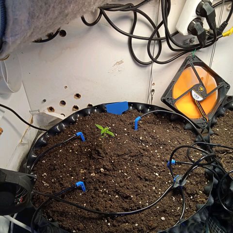 Northern lights Auto growlog timeline photo