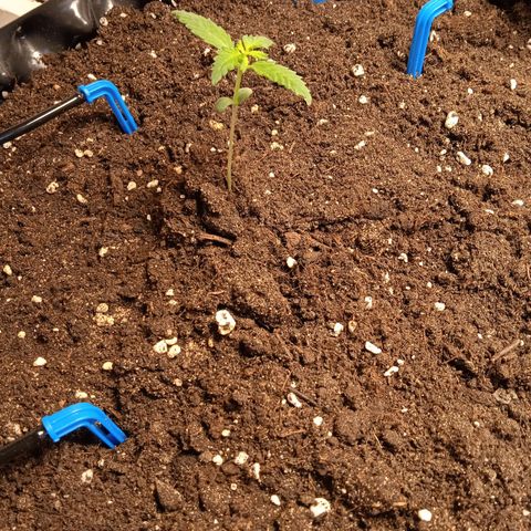 Northern lights Auto growlog timeline photo
