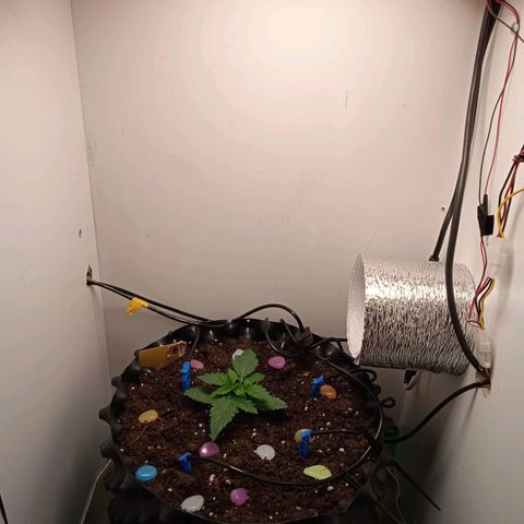 Green Gelato growlog timeline photo