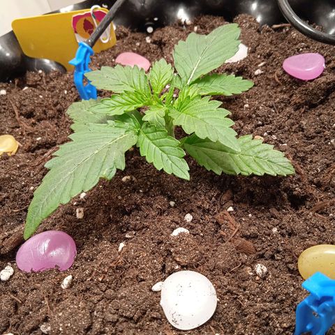 Green Gelato growlog timeline photo